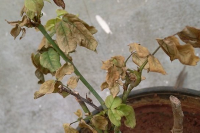 月季花叶边缘干枯是怎么回事 月季花叶边缘枯萎的原因是什么？