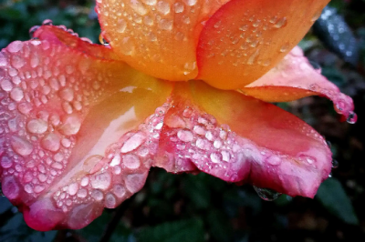 夏天雷雨月季能淋雨吗 夏季雷雨下的月季是否受影响？
