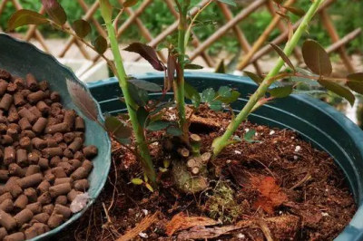 地栽月季花怎么施鸡粪肥 如何在地里种植月季花时使用鸡粪肥料