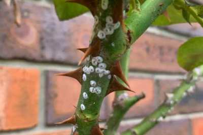 月季下雨后怎么预防细菌 月季雨后如何防止细菌生长