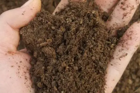 月季施羊粪还需要有化肥吗