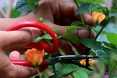 月季花开的时候要剪掉吗 月季花盛开时需要修剪吗？