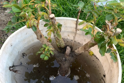 月季用多菌灵泡根后用清水洗根吗 月季泡根后需清洗多菌灵吗？