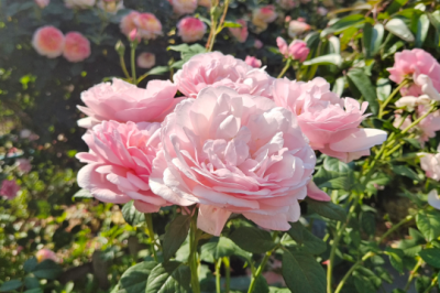 五月初月季花管理做好这4点 五月初的月季花要注意四个管理要点