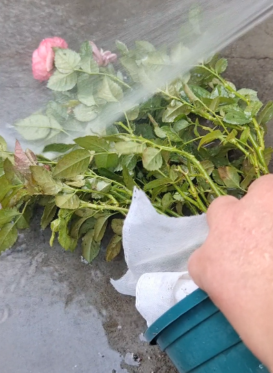 五月初月季花管理做好这4点