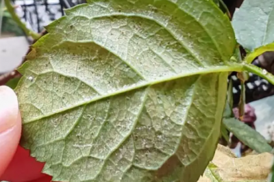 月季红蜘蛛治理方法 月季红蜘蛛来袭用这2个小方法