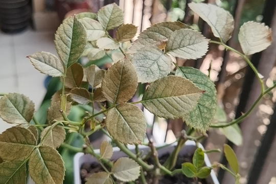 月季红蜘蛛治理方法