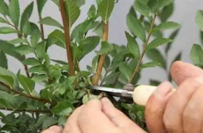 菊花开败后修剪到什么位置最合适？怎么修剪？