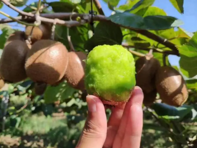 猕猴桃几月开花结果？什么时候采摘最合适？