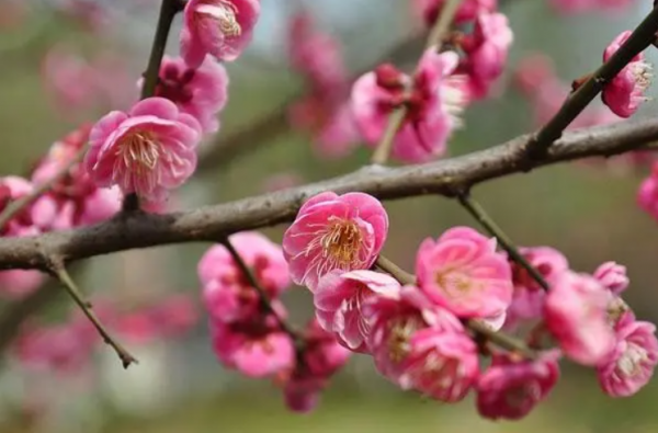 梅花的品质和精神是什么