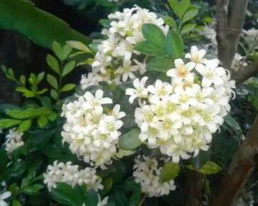 小叶紫檀开花预示着什么兆头？有哪些风水说法？