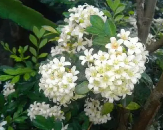 小叶紫檀开花预示着什么兆头