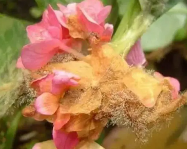 仙客来花开败后怎么处理