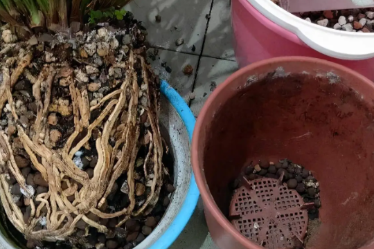 盆土板结就换土？