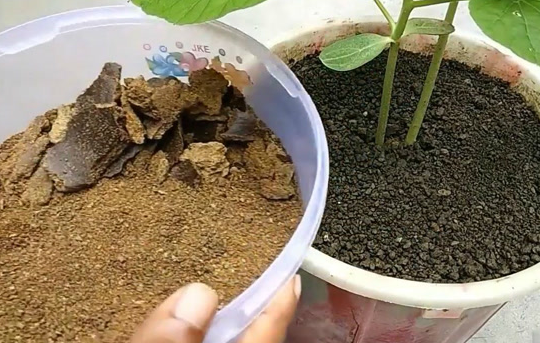 盆土板结就换土？