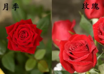月季与玫瑰是一个品种吗？有什么区别？
