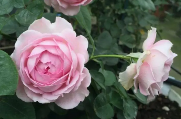 伊芙系列月季哪个最值得种