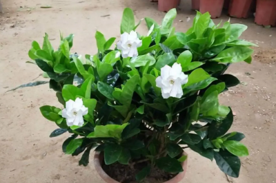 栀子花的花期一年几次？家庭养殖方法是什么？