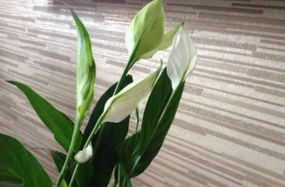 白掌的花变绿了会怎么办？有什么补救办法？