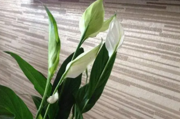 白掌的花变绿了会怎么办