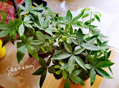 发财树扦插方法和时间是什么？注意事项有哪些？