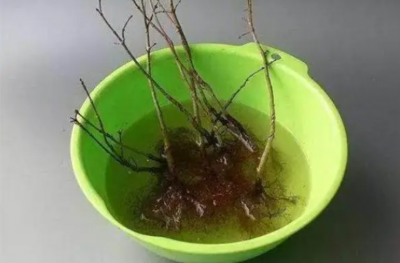 多菌灵泡根多久可以种植？注意事项有哪些？