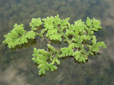 满江红植物是蕨类植物吗？有什么特点？