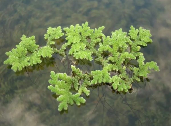 满江红植物是蕨类植物吗