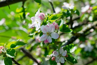 苹果是什么季节开的花？多久结果？