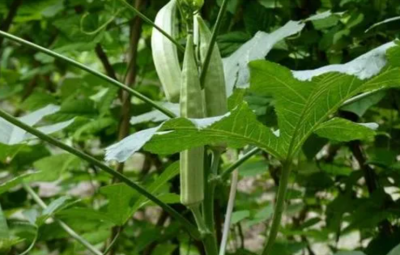 秋葵种植株距行距是多少合适？哪个品种最好？