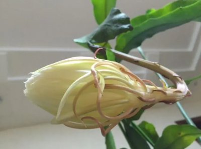 昙花有几种颜色？开的时间多久？ 昙花开几种颜色？花期多久？