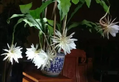 昙花用深盆还是浅盆好呢？怎么判断昙花缺不缺水？