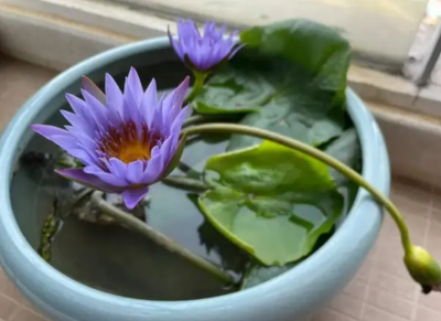 睡莲有毒吗？能放在室内吗？ 睡莲具有毒性吗？适合室内种植吗？