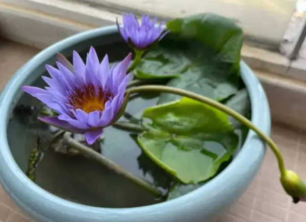 睡莲有毒吗