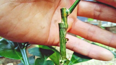 柚子树怎样剪树枝比较好？一般几年结果？