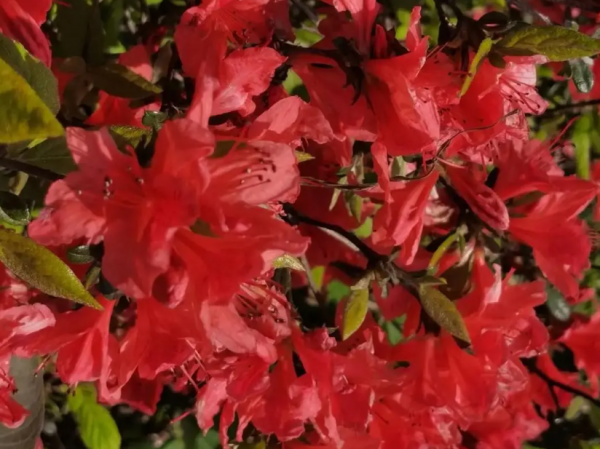 映山红花期一般多长时间