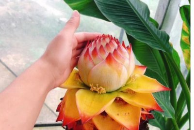 地涌金莲一生只开一次花吗？风水忌讳是什么？