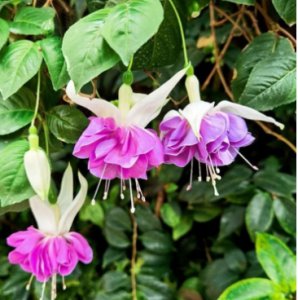 倒挂金钟一年开几次花？花期多久？