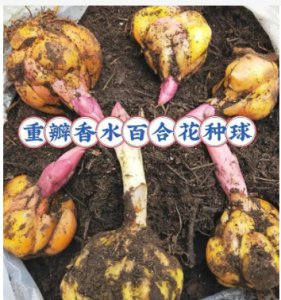百合花开完花还能继续养吗？种球如何处理？