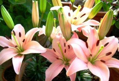 百合花几点开放？一年开几次？ 百合花开放时间和频次是？