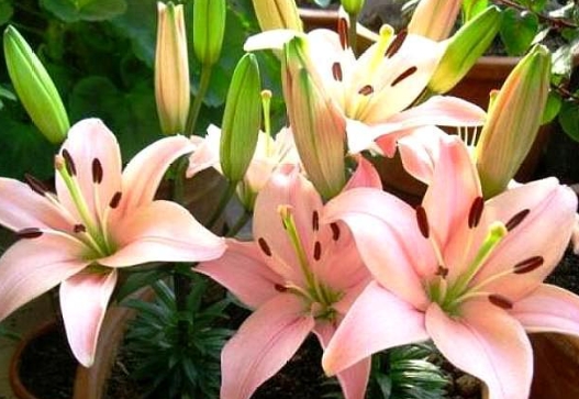 百合花几点开放