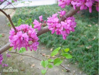 哪种花是先开花后长叶？ 哪些花先开花再长叶？