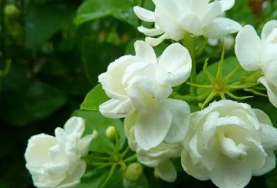 茉莉花用什么肥最好养？怎么养才能旺盛？