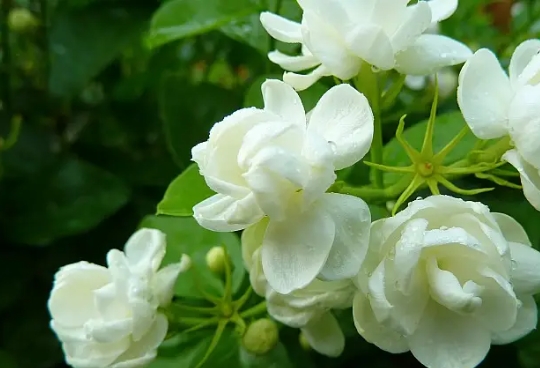 茉莉花用什么肥最好养