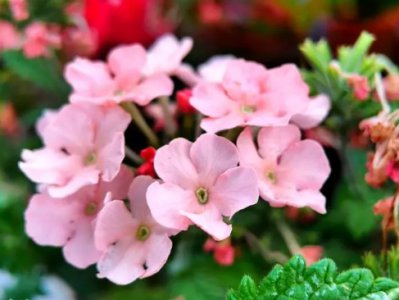 美女樱是多年生还是一年生的植物？四季都开花吗？