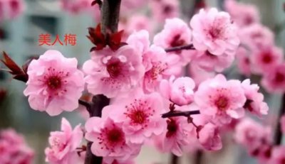 梅花别称有哪些？最美丽的10个雅称是什么？