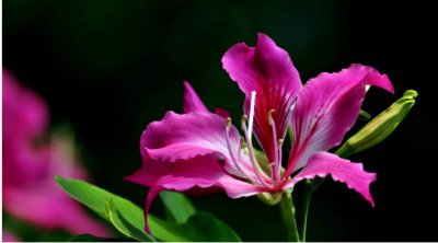 紫?；ɑㄆ诙喑な奔?？一年四季都开花吗？