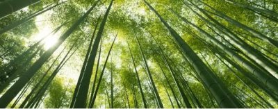竹子移栽时间和方法有哪些？注意事项是什么？