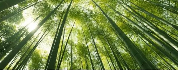 竹子移栽时间和方法有哪些