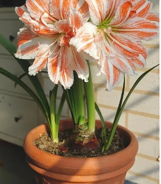 朱顶红不开花只长叶子怎么办